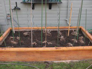 Dahlias Garden, Dug Up, Raised Bed, Rubber Boots, Raised Beds, Pampas Grass, Dahlia, Garden Landscaping, Flower Garden