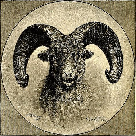 Wild Sheep, Mountain Sheep, Musk Ox, Head Drawing, Library Science, Large Beds, Antique Images, Mountain Goat, Relief Map