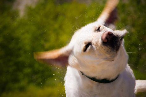 Itchy Ears, Dog Shaking, Dog Meet, A Vet, What Dogs, Yellow Lab, Bully Breeds, Flea And Tick, Dog Memorial