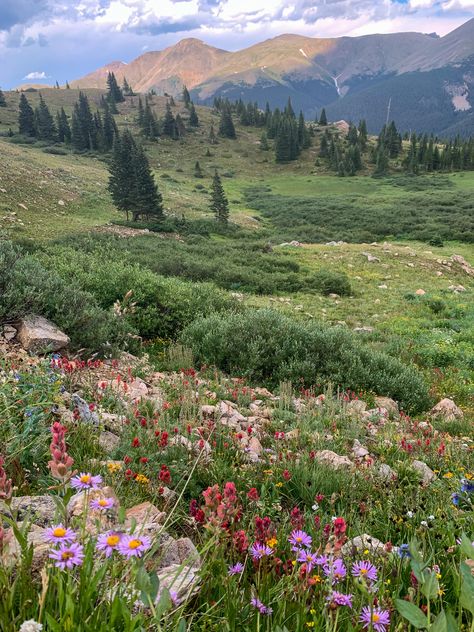 Colorado Aesthetic, Colorado Summer, Living In Colorado, Wildflower Garden, Pretty Landscapes, Geocaching, Garden Cottage, Bergamo, Nature Aesthetic