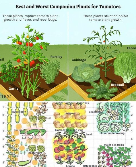 Companion Planting Layout, Tomato Companion Plants, Black Eyed Susan Vine, Pea Trellis, Companion Planting Chart, Planting Combinations, Companion Gardening, Garden Companion Planting, Planting Guide