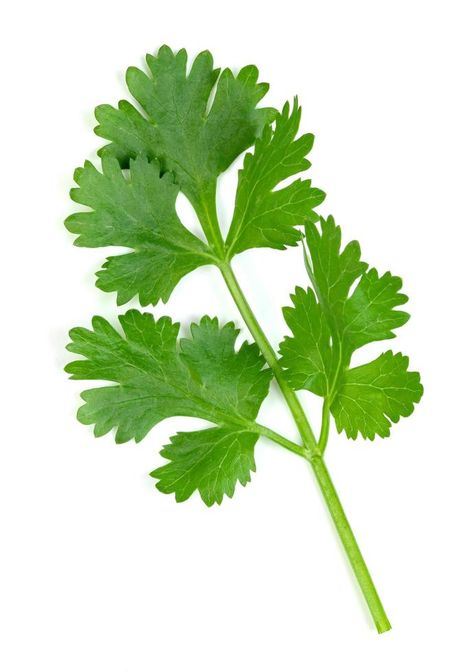 Cilantro Illustration, Cilantro Drawing, Freeze Cilantro, Herbs For Inflammation, Coriander Plant, Freezing Cilantro, Herb Planting, Herbs Image, Cilantro Plant