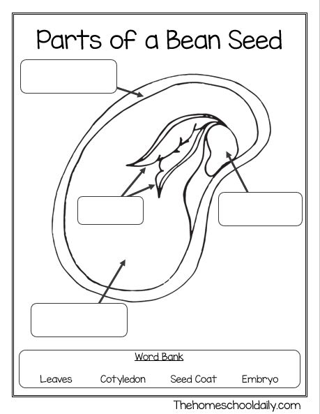 Parts Of A Bean Seed, Bean Plants For Kids, Parts Of A Seed Diagram, Parts Of A Seed Worksheet, Plant Growth Chart, Parts Of A Seed, Different Types Of Seeds, Plants Worksheets, Cocoa Brownies