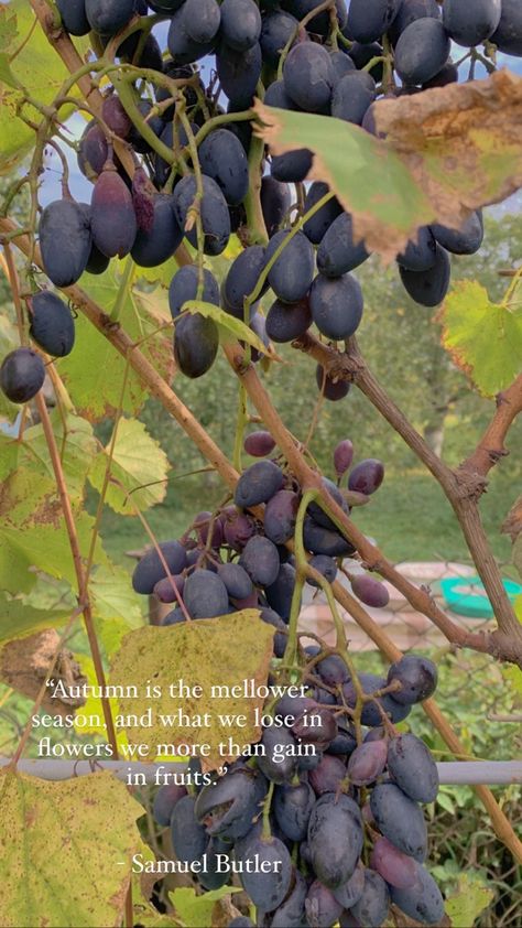 #story #quotes #autumnquotes #aesthetic Grape Quotes, Grapes Aesthetic, Aesthetic Quote, Story Quotes, Autumn Quotes, Quote Aesthetic, Philosophy, Grapes, Fruit