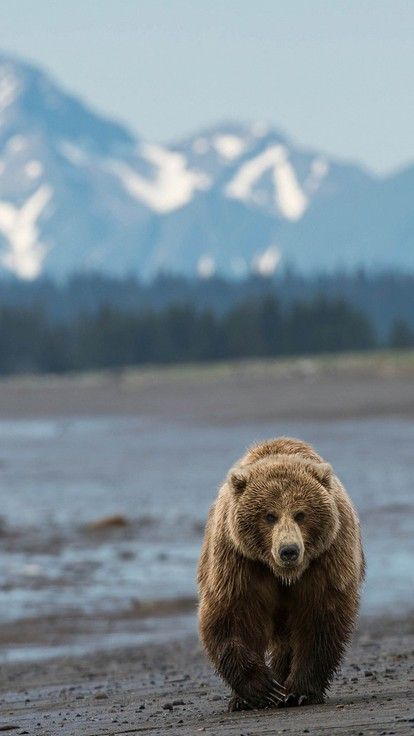 Bear Iphone Wallpaper, Grizzly Bear Photography, Alaska Wallpaper, Hunting Wallpaper, Angry Bear, Bear Artwork, White Polar Bear, Bear Photos, Animals Pictures