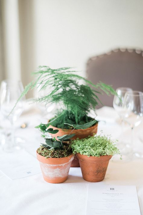 Plant Wedding Centerpieces Potted, Live Plant Centerpieces Wedding, Potted Plant Centerpieces, Herb Centerpieces, Cheap Wedding Table Centerpieces, Plant Centerpieces, Centerpiece Inspiration, Wedding Plants, Eco Wedding