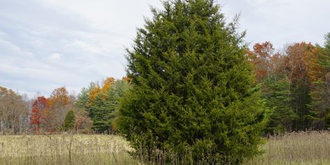 Eastern Red Cedar Tree, Red Cedar Tree, Windbreak Trees, Juniperus Virginiana, Eastern Red Cedar, Cedar Tree, Cedar Trees, Garden Route, Master Gardener