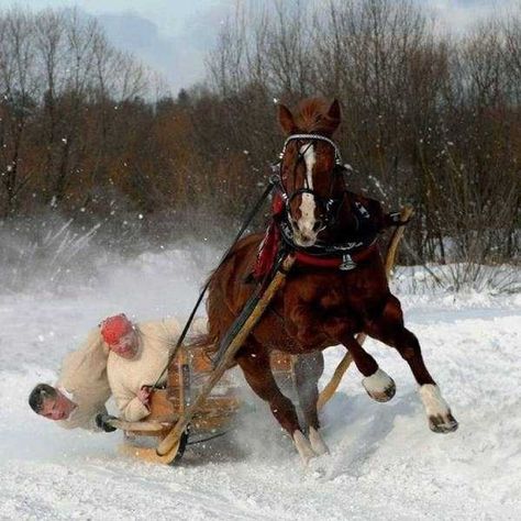 When a Picture Says More Than Just a Thousand Words - I Can Has Cheezburger? Horse Transportation, Epic Fail Photos, Epic Fail Pictures, Bodega Cat, One Horse Open Sleigh, Sleigh Rides, Magic Puzzles, Christmas Typography, Funny Horses