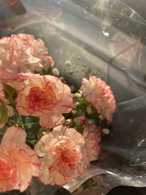 Pink Carnations, Water, Pink