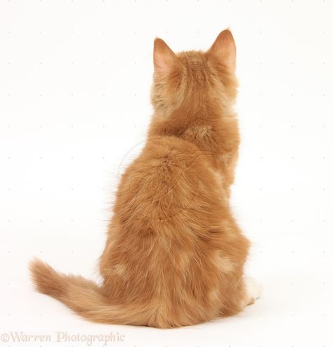 Click to close image, click and drag to move. Use arrow keys for next and previous. Cat Face Reference Photo, Cats Reference Photos, Cat Back View, Cat Poses, Ginger Kitten, Cat Anatomy, Warrior Cat Drawings, Warriors Cats, Cat Reference