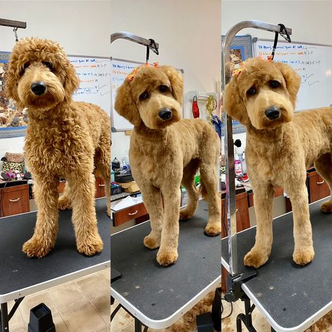 Doodle Tail Grooming, Doodle Cuts Goldendoodle Haircuts Short, Groodle Haircut Styles, F1 Goldendoodle Haircut, Aussiedoodle Grooming Styles, Shaved Labradoodle, F1b Goldendoodle Haircut, Apollo Haircut, Summer Doodle Haircut