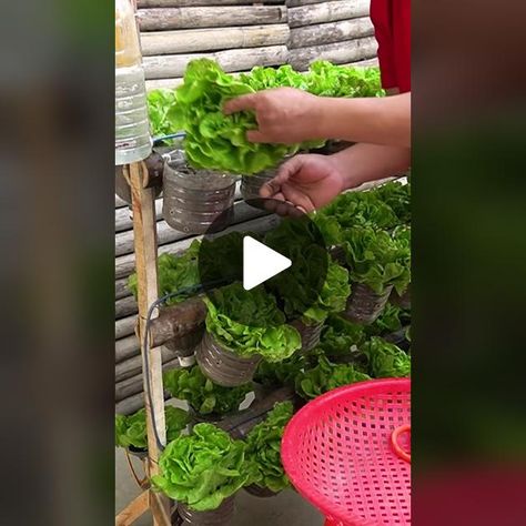 Diy Balcony Garden, Lettuce Garden, Diy Balcony, Balcony Garden, Tiktok Videos, Christmas Gnome, Lettuce, Balcony, Make Your Day