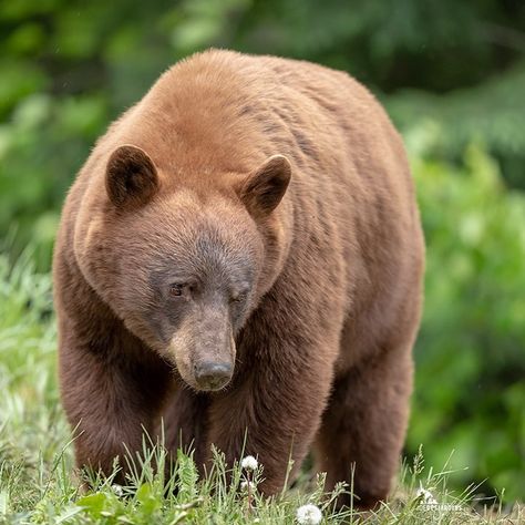 A beautiful, male, cinnamon black bear. Love the colour variations of these bears. ----------🇨🇦----------⠀ #ig_nature_naturally… Cinnamon Bear, Cinnamon Bears, Bear Love, Black Bear, The Colour, Brown Bear, Color Variations, Bears, Cinnamon