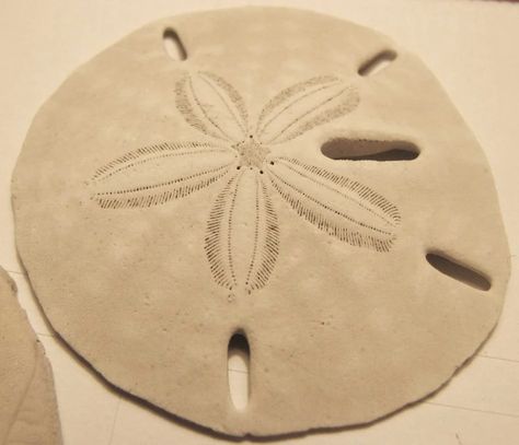 Pansy Shell, Dollar Art, Felting Inspiration, Homemade Toilet Cleaner, Beach Drawing, Cleaning Painted Walls, Shark Tattoo, Glass Cooktop, Sand Dollars