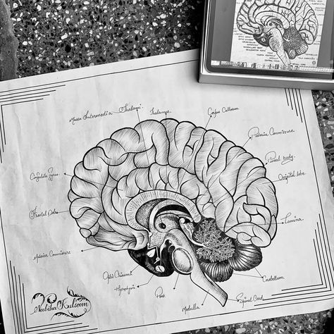 Human brain 🧠 structure #artist #drawing #calligraphy #pencil #sketching #artgallery #blackshades Human Brain Drawing, Brain Sketch, Calligraphy Pencil, Drawing Calligraphy, Brain Drawing, Pencil Sketching, Brain Structure, Drawing Inspo, Human Brain