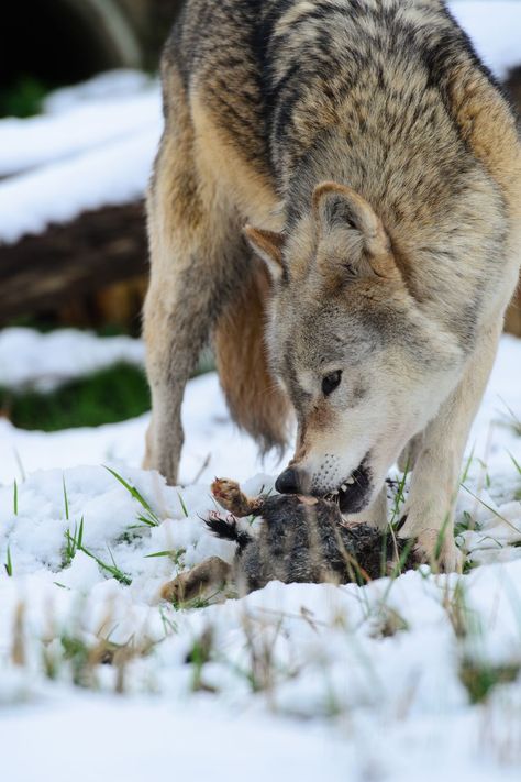 Wolf Eating Prey, Wolf Eating, Facts About Wolves, Wolf Reference, Wolf Poses, Rebecca Black, Arctic Wolf, Wolf Pup, Alpha Wolf