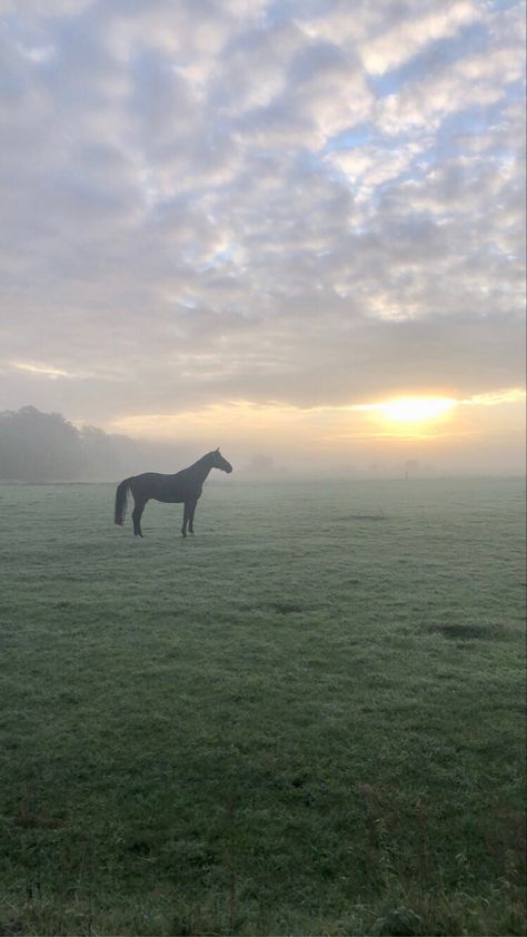 Horses In The Rain, Horses Aesthetics, Riding Aesthetic, Horse Background, Horse Markings, Horse Galloping, Cloudy Weather, Morning Sunrise, Foggy Morning