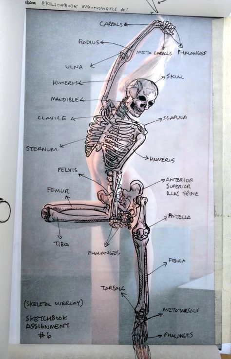 Ariel Aguire - 2015 Sketchbook Homework - Photo 4 Construction, Block, Muscles and Skeletal Overlays Human Skeleton, The Human Body, Skeletal, Figure Drawing, Anatomy, Skeleton, Human Body, Human