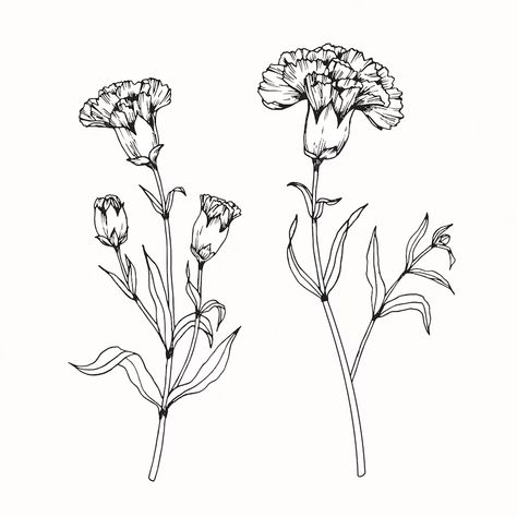 Carnation Drawing, Carnation Tattoo, Draw Tutorial, Carnation Flowers, Flower Line Drawings, Flowers Drawing, Birth Flower Tattoos, White Backgrounds, Flower Sketches