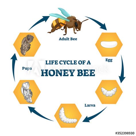 Stock Image: Life cycle of a honey bee vector illustration. Labeled educational stages. Bee Diagram, Honey Bee Life Cycle, Bee Vector, Bee Life Cycle, Bee Removal, Bee Themed Classroom, Bee Supplies, Vintage Bookmarks, Honey Bee Hives