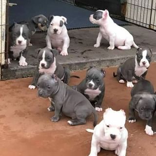 Pittie Puppies, Pitbull Dog Puppy, Pit Puppies, Pitbull Dog Breed, Pit Bull Puppies, Bully Breeds Dogs, Cele Mai Drăguțe Animale, Pitbull Puppy, Bully Dog