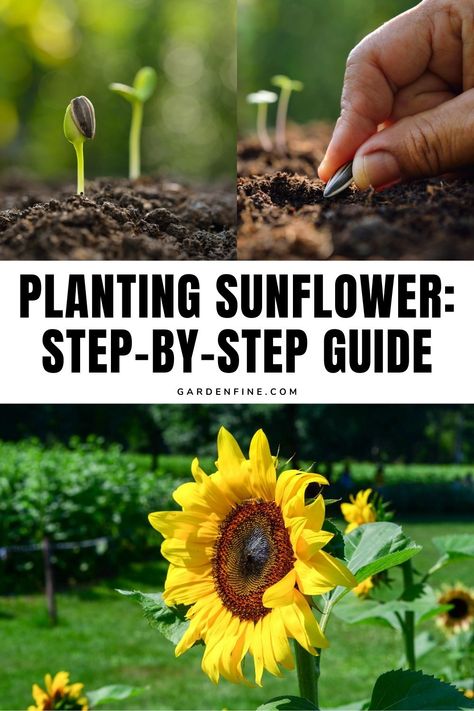 Save this pin for the best tips on planting sunflowers and watch your garden bloom! 🌻🌿 #GardeningTips #Sunflowers #GreenThumb #GrowYourOwn #GardeningInspiration How To Plant Sunflowers, Growing Sunflowers From Seed, When To Plant Sunflowers, Planting Sunflower Seeds, Plant Sunflowers, Sunflower Seedlings, Propagating Hydrangeas, Types Of Sunflowers, Ti Plant