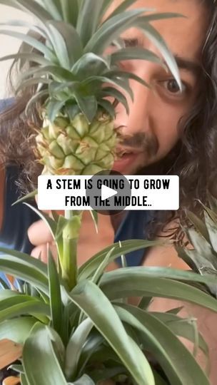 Pineapple Tree, Trees Indoors, Upcycle Hacks, Creative Explained, Pineapple Planting, Canned Pineapple, At The Store, Drought Tolerant Plants, Grow Your Own Food