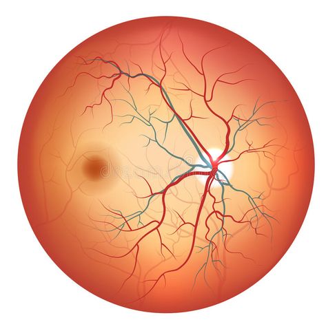 Human eye anatomy, retina detailed illustration. Human eye anatomy, retina, opti , #Sponsored, #retina, #detailed, #anatomy, #Human, #eye #ad Human Eye Anatomy, Eyeball Design, Eye Retina, Eye Anatomy, Arteries And Veins, Fashion Terms, Detailed Illustration, Human Eye, Eye Health