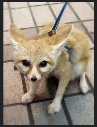 So cute when they're angry.  Fennec Fox Domestic Fox, Fluffy Critter, Silly Guy, Animal Babies, Fennec Fox, Animal References, Pet Fox, Cutest Animals, Face Reveal