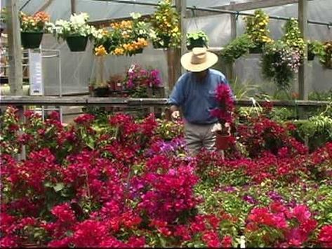 How To Grow and Care For Bougainvillea Growing Bougainvillea, Bougainvillea Care, Green Wall Garden, Bougainvillea Tree, Deck Addition, Colorful Patio, Plant Tips, Container Gardening Flowers, Hanging Vines