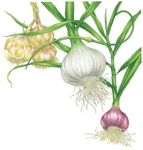 Preppy Garden, Harvest Garlic, Elephant Garlic, Garlic Health, Allium Sativum, Hardneck Garlic, Grow Garlic, Growing Organic Vegetables, Planting Garlic