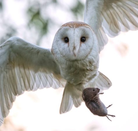 Male Barn owl with a Long tailed Vole/Field Mouse. Killing Mice, Mouse Fly, Owl Flying, Barn Owls, Field Mouse, Barn Owl, Owls, Flight, Ghost