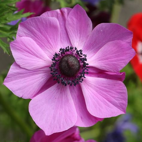 When to plant anemone bulbs for beautiful blooms | Ideal Home Anemone Varieties, Anemone Meaning, Black Eyed Anemone, Anemone Virginiana, Anemone Symbolism, Wood Anemone, Japanese Anemone, Hedging Plants, House Makeovers