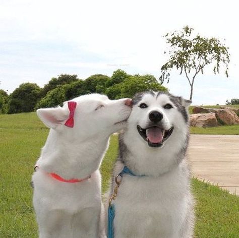 Try To Make It Through This Post Without Smiling. Lovely dogs. Blaze and Shiloh are too darn cute( Dog Kisses, Dog Best Friend, Smiling Dogs, Two Dogs, Funny Animal Pictures, Happy Dogs, Little Dogs, I Love Dogs, Dog Pictures