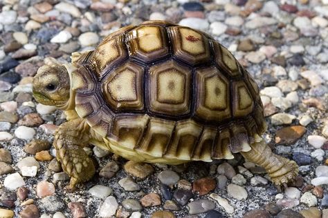 The Sulcata Tortise, Only thing is thay can grow to the size of a medium sized dog and live up to 50 years! Different Types Of Turtles, Pictures Of Turtles, Types Of Turtles, Russian Tortoise Diet, Tierischer Humor, Kawaii Turtle, Land Turtles, Tortoise Food, Leopard Tortoise