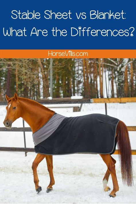 Are you at a standstill in deciding whether to buy a stable sheet or blanket for your horse? Here's a stable sheet vs blanket comparison guide from an expert! Horse Blankets Winter, Horse Age, Best Cat Breeds, Winter Horse, Horse Blanket, Blankets For Winter, Horse Care Tips, American Paint, Types Of Horses