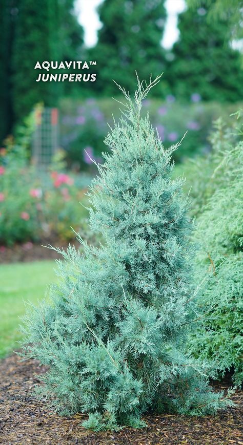 This aqua-blue pyramidal juniper will catch your attention with its color and keep you hooked with its elegant, narrow habit. Aquavita Juniper's excellent deer resistance and low maintenance nature make it a perfect fit for any garden, as a specimen or hedge. Reaching 10-15' tall, this evergreen shrub also makes an attractive privacy screen. Fall and winter berries will attract birds to your garden in fall and winter, just another trait that adds to its year round interest. Blue Arrow Juniper, Blue Juniper, Conifers Garden, Deer Resistant Perennials, Edging Plants, Landscape Borders, Juniper Tree, Privacy Plants, Deer Resistant Plants