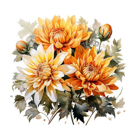 Chrysanthemum Flower, Chrysanthemum Flower Watercolor, Transparent Background, AI Generative Crysantenum Flower, Chrysanthemum Art, Chrysanthemum Watercolor, Flower Chrysanthemum, Flower Watercolor, Chrysanthemum Flower, Birth Flowers, Chrysanthemum, Watercolor Flowers