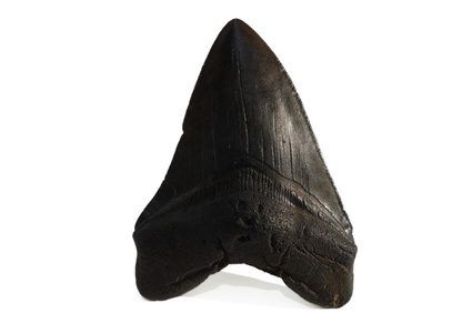 Shark Teeth Jewelry, New Jersey Beaches, Shark Tooth Pendant, Proper Hygiene, Megalodon Tooth, Bone Crafts, Antler Ring, Fossil Teeth, Teeth Jewelry