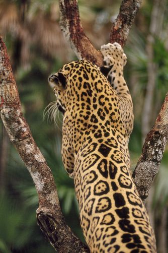 beautiful back pattern - Jaguar Jaguar Spots, Frans Lanting, Jaguar Animal, Large Cats, Wildlife Animals, Leopards, Lynx, Animal Photo, Beautiful Cats