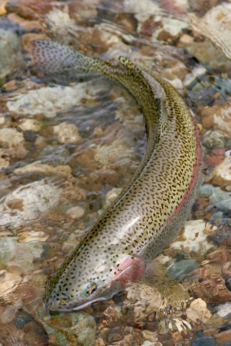 Trout Aesthetic, Moving Poetry, Trout Swimming, Trout Species, Jurassic World Wallpaper, Water Room, Trout Art, Fish Carving, Trout Fish