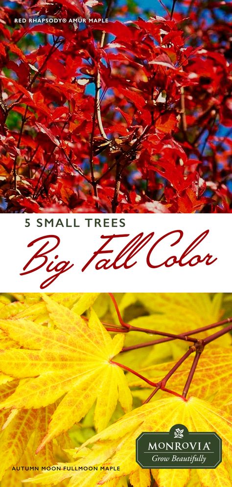 Fall Color Landscaping, Trees That Turn Red In Fall, Purple Leaf Sand Cherry, Trees For Backyard, Farm Exterior, Trees For Small Gardens, Texas Trees, Fall Color Trees, Small Trees For Garden