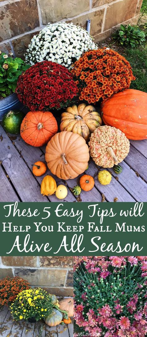 Want to know how to keep fall mums alive all season long? These five easy tips will help you keep your lovely fall mums beautiful for as long as possible! Fall Landscaping Front Yard, Fall Garden Ideas, Potted Mums, Mums In Pumpkins, Fall Landscaping, Planting Mums, Fall Mums, Mums Flowers, Homecoming Mums Diy