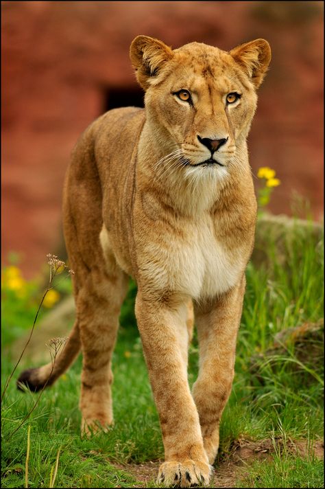 ~~Killer Queen ~ Barbary Lioness by ~Svenimal~~ Female Lion, Pic Inspiration, Lion And Lioness, Gato Grande, Re Leone, Lion Pictures, Tiger Tattoo, Large Cats, A Lion