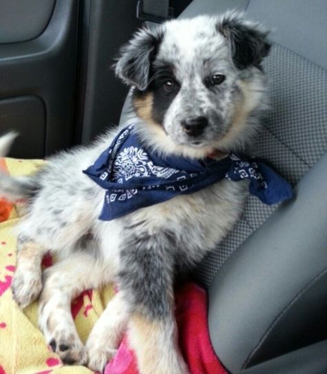 Omg. Aussie blue heeler mix!! Australian Shepherd Blue Heeler, Blue Heelers, Australian Shepherd Mix, Australian Shepherd Dogs, Australian Shepherds, Dogs Pooping, Blue Heeler, Cattle Dog, Cute Animal Drawings