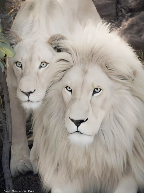 Best Photo of The Day!🥰❤️😍 . . . .... - Dean Schnider Fans White Lions, Cutee Animals, Albino Animals, Wild Animals Pictures, Exotic Cats, Animals Amazing, Lion Pictures, Gorgeous Cats, Animal Portraits