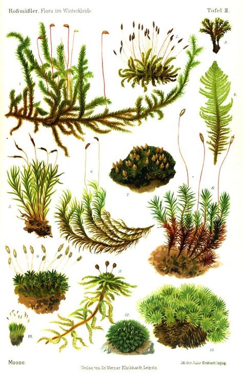 Moss Flora, Ferns Moss, Botanical Illustration, Moose Moss, Botanical Drawing, Moss Garden Terrarium Care, Botanisk Illustration, Taman Air, Lichen Moss, Moss Terrarium, Moss Garden, Illustration Botanique, Plant Drawing, Scientific Illustration