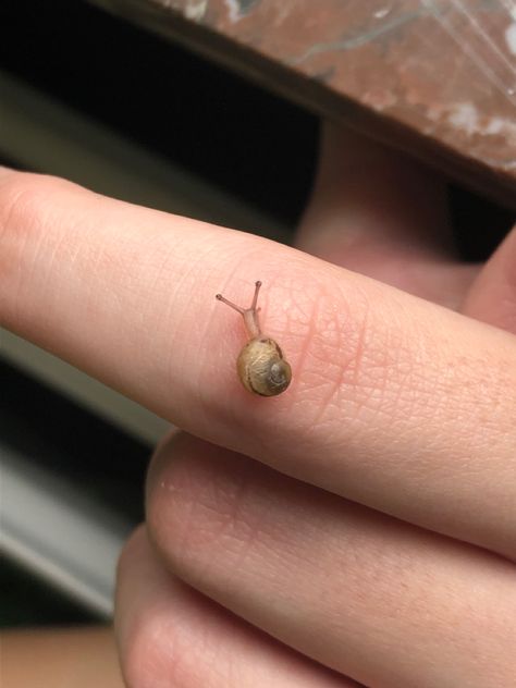 the picture shows a baby snail on a finger. the baby snail is slightly translucent light brown and has a shell of about 8 millimeters to 1 cm. Baby Snail, Creature Concept Art, Creature Concept, Girl Baby, Bugs, Insects, Concept Art, Cute Animals, Stud Earrings