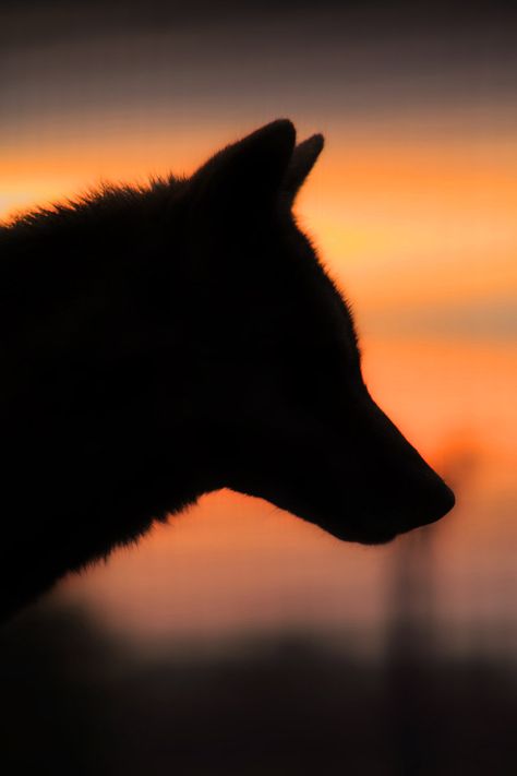 WOLF AT SUNRISE by ScarredWolfphoto.deviantart.com on @deviantART Wolf Silhouette, Wolf Stuff, Devil Dogs, Howl At The Moon, Wolf Love, Wild Wolf, Wolf Pictures, Wolf Spirit, Beautiful Wolves