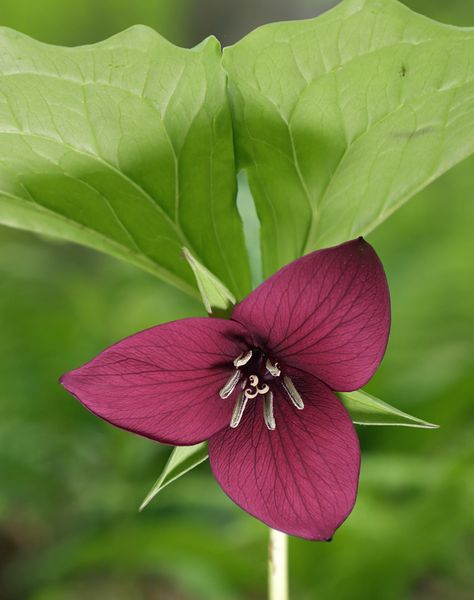 Vasey's Trillium | Vasey's Trillium (Trillium vaseyi). This … | Flickr Trillium Flower, Rock Mountain, Flower Black, Black Rock, On The Ground, State Park, State Parks, Bead Work, Wild Flowers